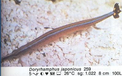 Doryrhampus japonicus